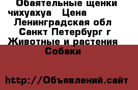 Обаятельные щенки чихуахуа › Цена ­ 10 000 - Ленинградская обл., Санкт-Петербург г. Животные и растения » Собаки   